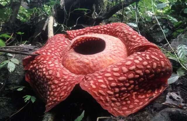 Rafflesia Arnoldii,Agam