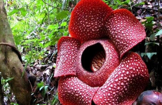 rafflesia Arnoldii