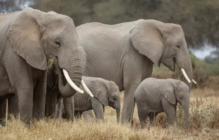 Konflik Gajah