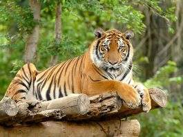 Harimau Sumatra,muncul kembali