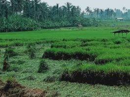 Hektar,Panen,Padi,Lampung Selatan,Rusak