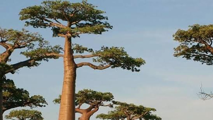 5 benefits of the baobab tree for body health