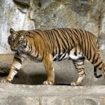 Ngeri! Warga di Agam Nyaris Diterkam Harimau Sumatera