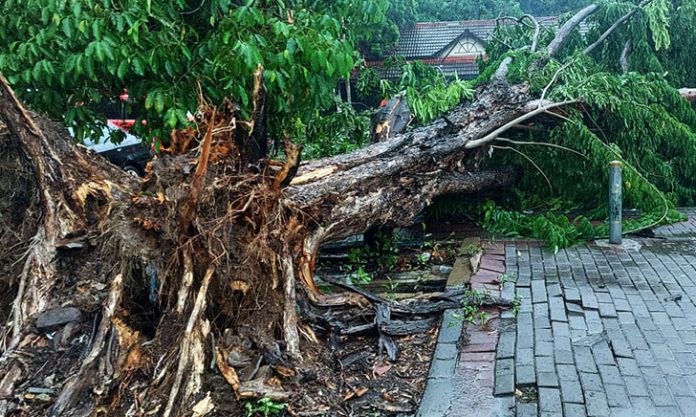 Pohon Tumbang