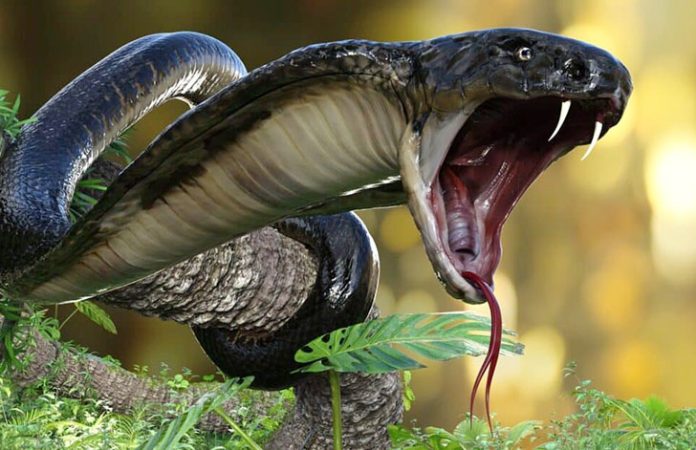 Petani 70 Tahun Tewas Usai Duel Melawan Ular King Cobra Sepanjang 4 Meter di Sukabumi Duel hidup dan mati antara seorang petani lansia dan ular king cobra sepanjang empat meter berakhir tragis di Kampung Cipetir, Desa Cidadap, Kecamatan Cidadap, Kabupaten Sukabumi. (iStock.com/mrjo2405)