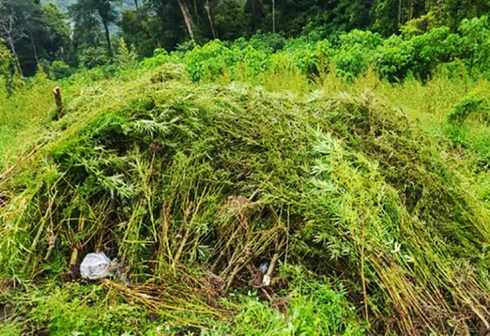 Direktorat Tindak Pidana Narkoba (Dirtipidnarkoba) Bareskrim Polri memusnahkan ladang ganja seluas 51,75 hektare di kawasan pegunungan Kabupaten Gayo Lues, Aceh.
