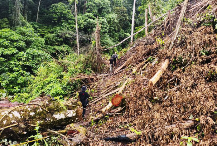 Direktorat Tindak Pidana Narkoba (Dittipidnarkoba) Bareskrim Polri memusnahkan ladang ganja seluas 51,75 hektare yang tersembunyi di tengah hutan kawasan Gunung Leuser, Aceh.