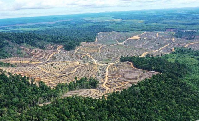 Semmi Desak Aksi Tegas! Tambang Ilegal Diduga Rusak Hutan Kalimantan Tengah