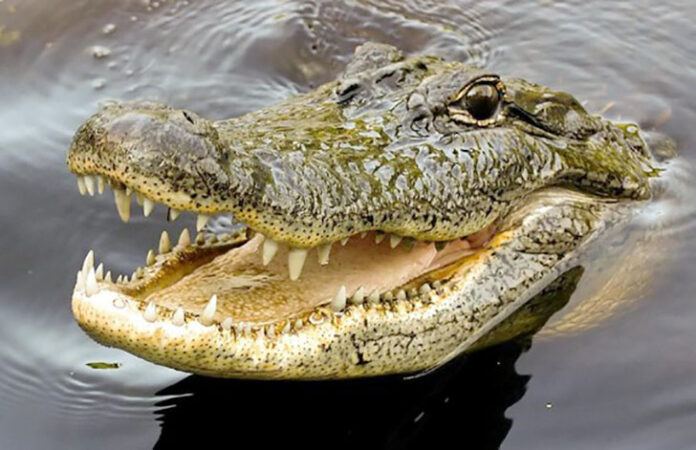 Tragis! Bocah 10 Tahun di Halmahera Selatan Hilang Diterkam Buaya Saat Berenang di Sungai Inggo ragedi mengerikan terjadi di Kabupaten Halmahera Selatan, Maluku Utara. Seorang bocah bernama Affan (10) dilaporkan hilang setelah diterkam buaya saat berenang di Sungai Inggo, Desa Amasing Kota Barat, Kecamatan Bacan, pada Selasa (16/12/2025) sekitar pukul 16.00 WIT.