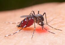 Ancaman Nyamuk di Jakarta Bukan Baru: Dulu Pernah Renggut 3.000 Nyawa dalam Setahun Ancaman Nyamuk di Jakarta Bukan Baru: Dulu Pernah Renggut 3.000 Nyawa dalam Setahun