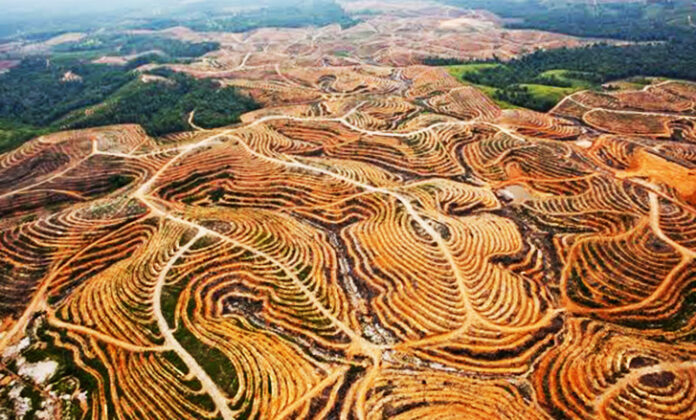 Eksploitasi Hutan Indonesia  Lebih Parah dari Masa Penjajahan? 4 Kali Lipat Setelah Merdeka