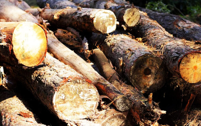 Lampu Hijau Kayu Hanyut untuk Huntap, Efektif atau Berisiko?