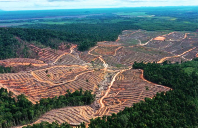 Food Estate di Papua Ancam Ekosistem? Pakar Ingatkan Bahaya Rusak Hutan