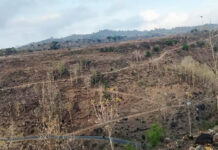 Jagung, Sawit, dan Negara yang Terlalu Cepat Membantah Jagung, Sawit, dan Negara yang Terlalu Cepat Membantah