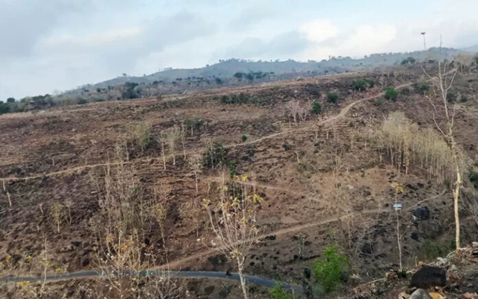 Jagung, Sawit, dan Negara yang Terlalu Cepat Membantah