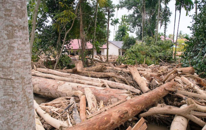 Kayu Sisa Bencana Boleh Dipakai, Kepemimpinan Mualem Dipuji Warganet