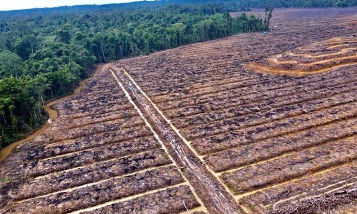 Ambisi Sawit di Papua, DPR Peringatkan Risiko Malapetaka Lingkungan?